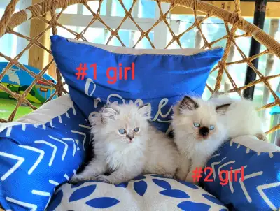 Perfect purebred Himalayan kittens available, View more