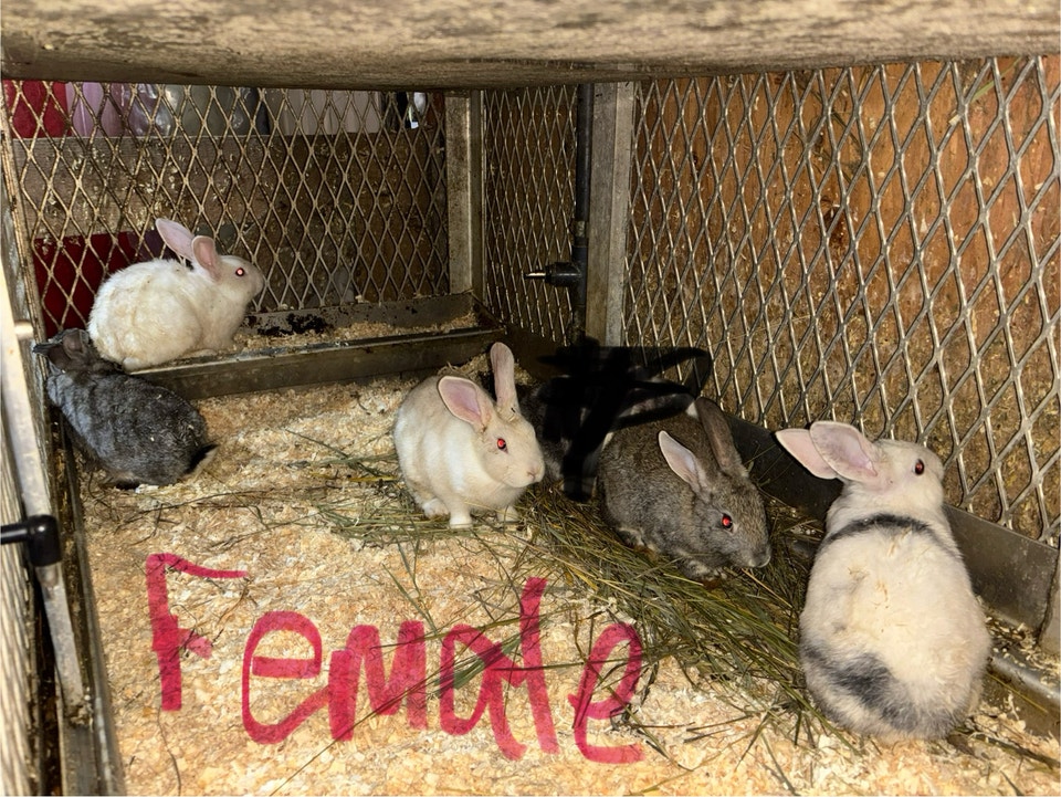 rabbits for sale | Small Animals for Rehoming | Regina | Free local ...