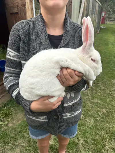 3 mature standard Rex rabbits. 2 does and 1 buck. Both does are are over 10 lbs and are good moms th...