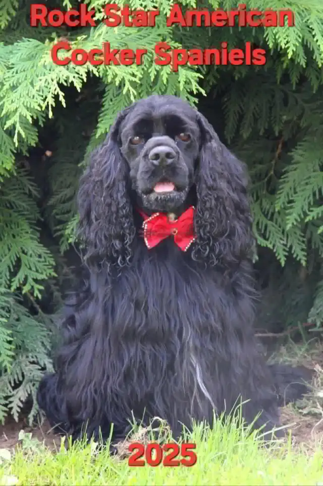 CKC Registered American Cocker Spaniel Pups in Dogs & Puppies for Rehoming in Mission - Image 8