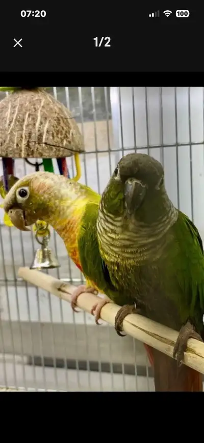 Conures ( couple ), View more