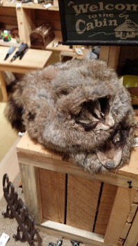 Children's Raccoon Hat With Face On Front