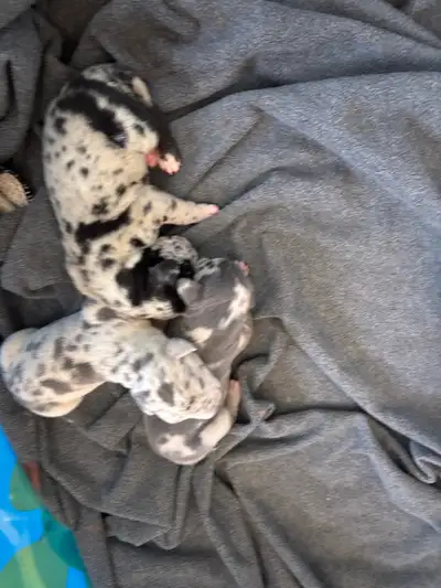 Aurora our famil Great Dane gave birth March 13 to three beautiful male puppies. These puppies will...
