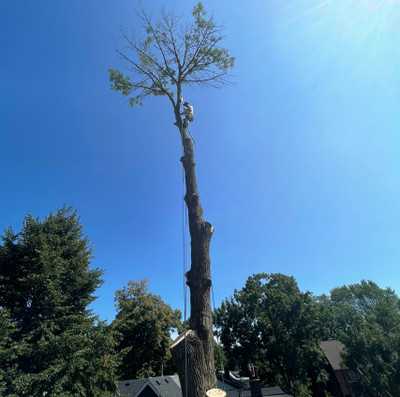 EXPERT ALL TREE REMOVAL SERVICE 647-846-7100