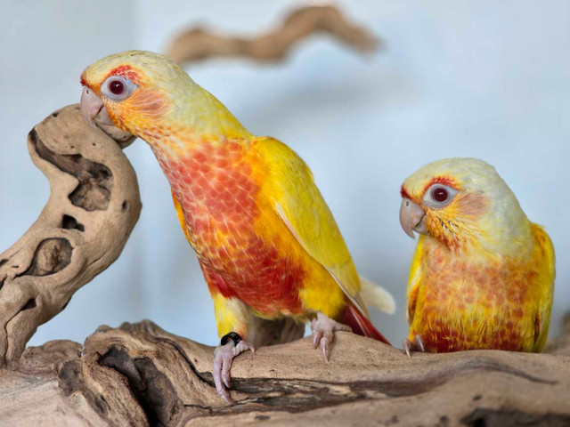 Rare Lutino Greencheek in Birds for Rehoming in Oshawa / Durham Region