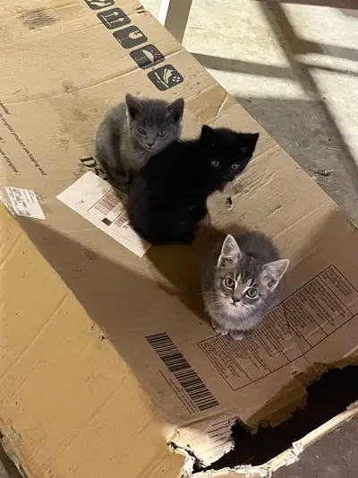 Kittens Ready for New Homes , View more