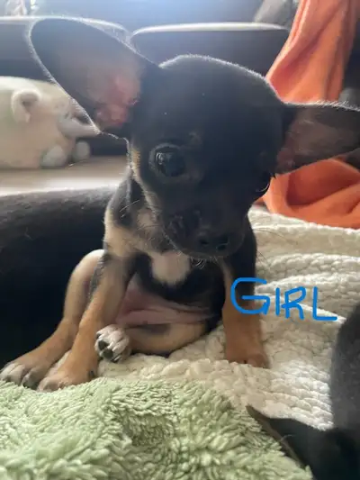 Chihuahua Puppies, View more