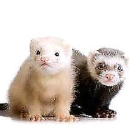 Recherche un furet ou chinchillas a donner contre bon soin.