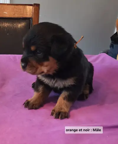 Chiot rottweiller, View more