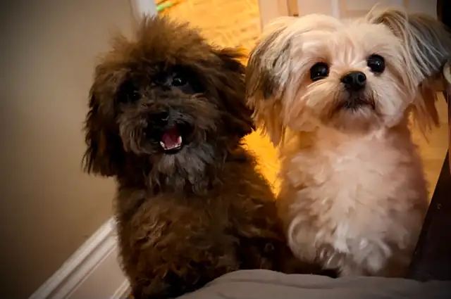 Adorable Female Tiny ✨ Toy ✨ Shihpoo Puppies in Dogs & Puppies for Rehoming in City of Toronto - Image 8