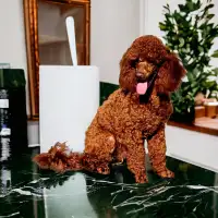 Miniature red brown poodles