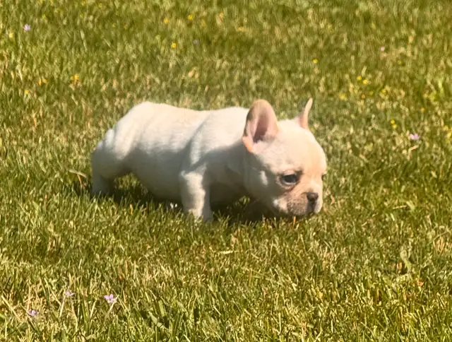 CKC registered French Bulldog Puppy in Dogs & Puppies for Rehoming in Markham / York Region - Image 3