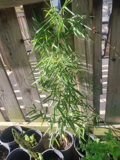 3 feet tall bamboo in one gallon pot , View more