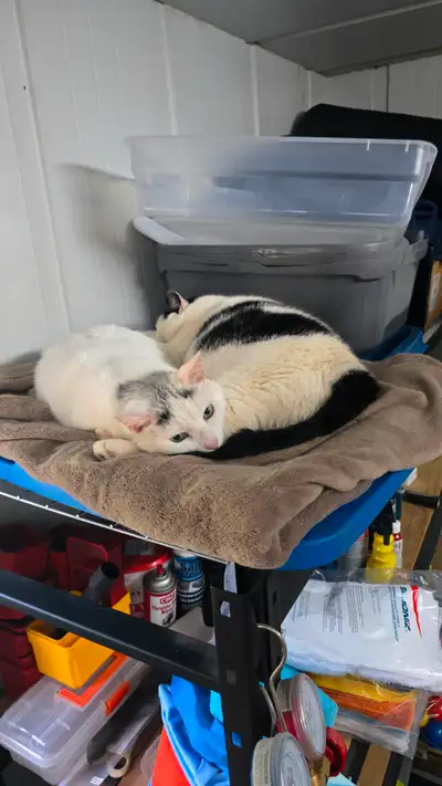 Bonded adult cats, would like to see go together, View more