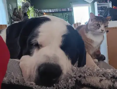Jeune chienne de 1an et demie a donner. Saint-Bernard croisé Terre-Neuve, manque un peu d'éducation,...