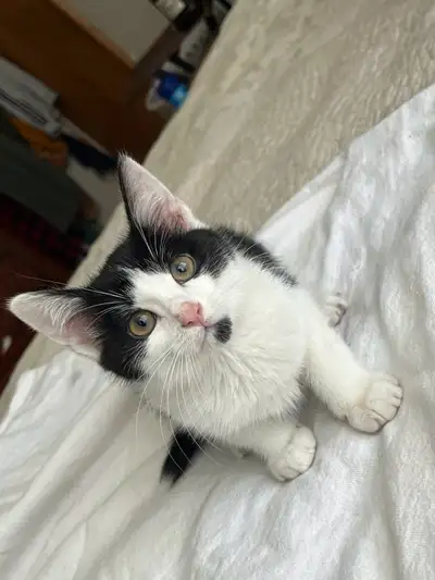 Chaton noir et blanc male Né le 27mars 2025 Il est sevré et entrainé à la litière, il ne fait plus d...