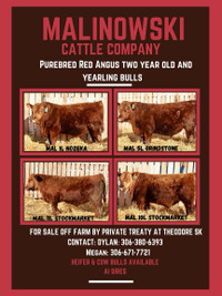 Red angus yearling bulls