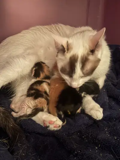 Adult Mother & Kittens Looking For Their New Forever Home, View more