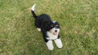 Trained Mini Bernedoodle Puppy