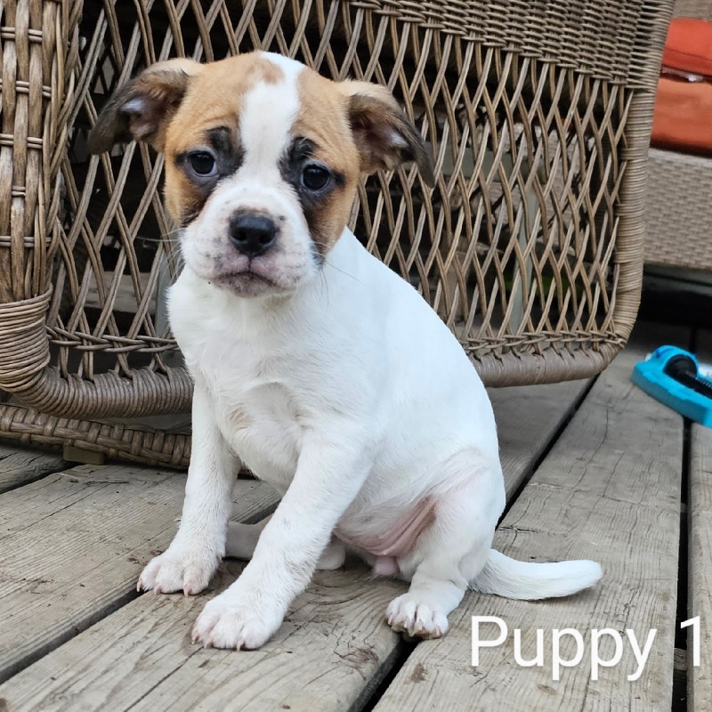 Female Mini English Bulldog/Boston Terrier Mixed Puppies 4 Sale Dogs