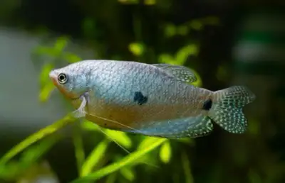Gouramis pair for sale, View more
