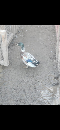 Rowan Ducks for sale 