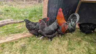 Black Copper Maran Trio, View more