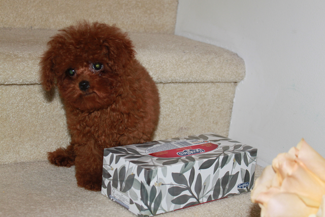 Adorable tiny TEA  teddy face red poodle puppies in Dogs & Puppies for Rehoming in Richmond - Image 8