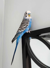 Blue Male budgie