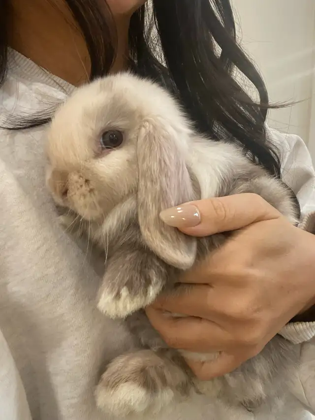 purebred holland lop bunny in Small Animals for Rehoming in Mississauga / Peel Region - Image 3