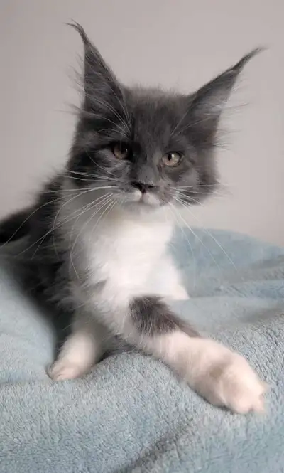 chaton Maine Coon pure race enregistré, View more