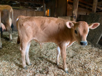 Purebred Jersey Bull Calf