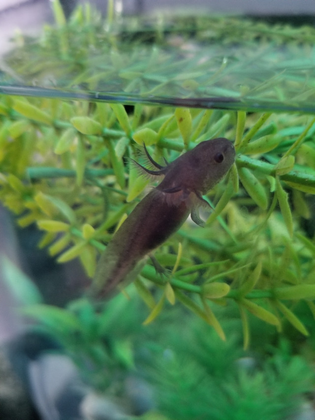 Baby Axolotls  in Reptiles & Amphibians for Rehoming in Oshawa / Durham Region - Image 3