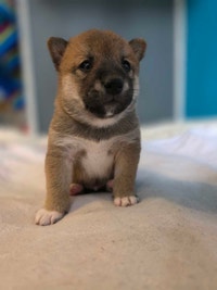 Shiba inu Drummondville Centre-du-Québec Preview