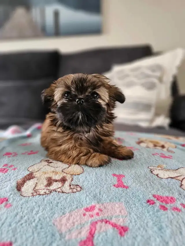 Shihtzu impérial croisé in Dogs & Puppies for Rehoming in Longueuil / South Shore - Image 3