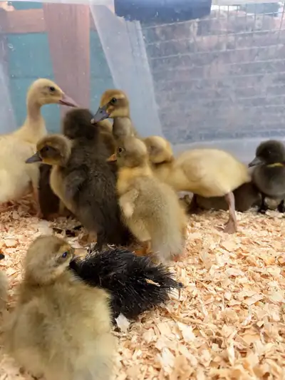 Buff Ducklings!, View more