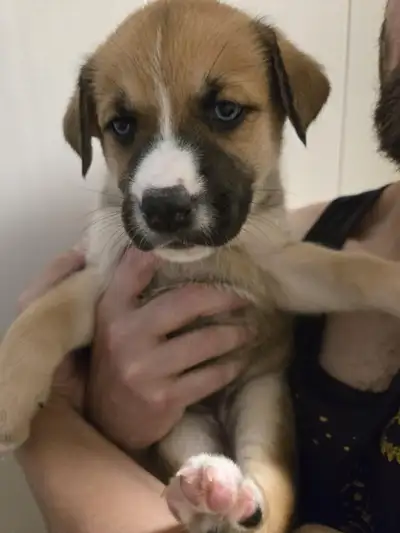 Boxer/Husky Mix Puppies, View more