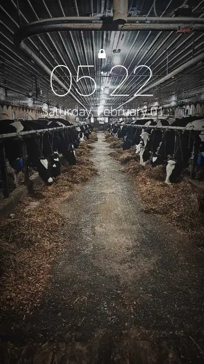 looking for relief milker, View more