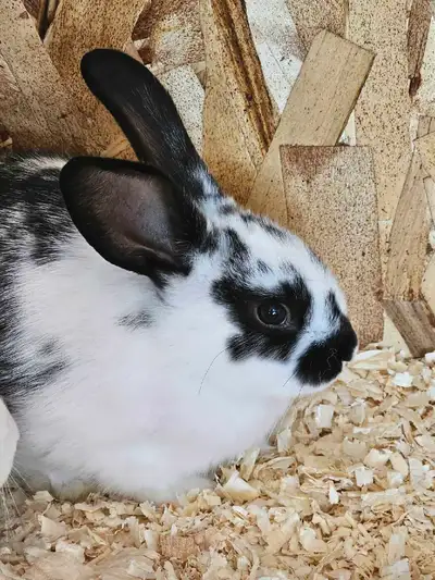 I have 2 male New Zealand Rex rabbits for sale.If interested , please message me at 2042050895