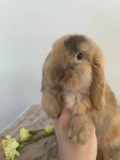 bébé lapin disponible mâle ! Un vrai ourson colleux, View more