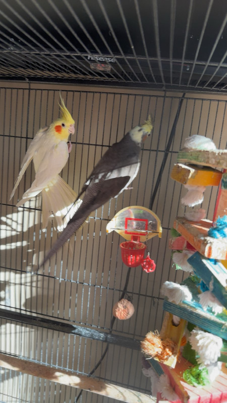Cockatiel bonded pair for sale in Birds for Rehoming in Kitchener / Waterloo