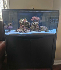 Fluval 32.5 Gallon Aquariums: both Freshwater and Saltwater tank