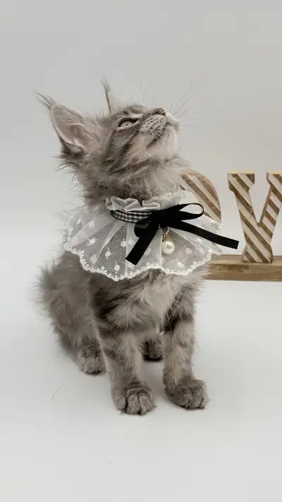 Maine Coon purebred female kitten, View more