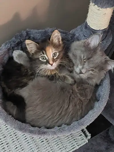 Meet Ash and Missy! Mainecoon (Ash) is 5 months old and Domestic (Missy) is 2 1/2 months. Both girls...