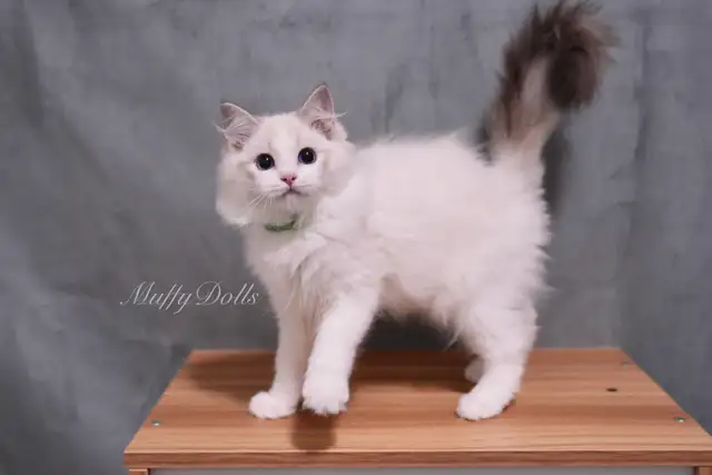 Purebred Ragdoll Kittens Looking For New Home in Cats & Kittens for Rehoming in City of Toronto - Image 5