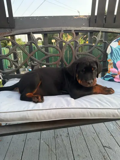 Rottweiler male 10 semaines , View more