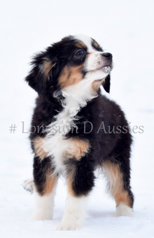 Toy & Mini Australian Shepherds & Aussilier Puppies Available in Dogs & Puppies for Rehoming in Winnipeg - Image 4