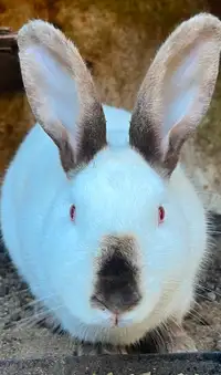 Californian x New Zealand Female Rabbit
