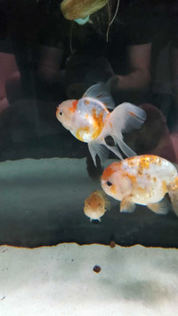 5 fancy goldfish for sale