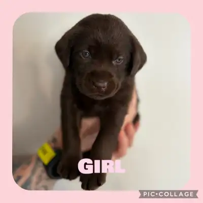 Purebread Labrador Puppies, View more